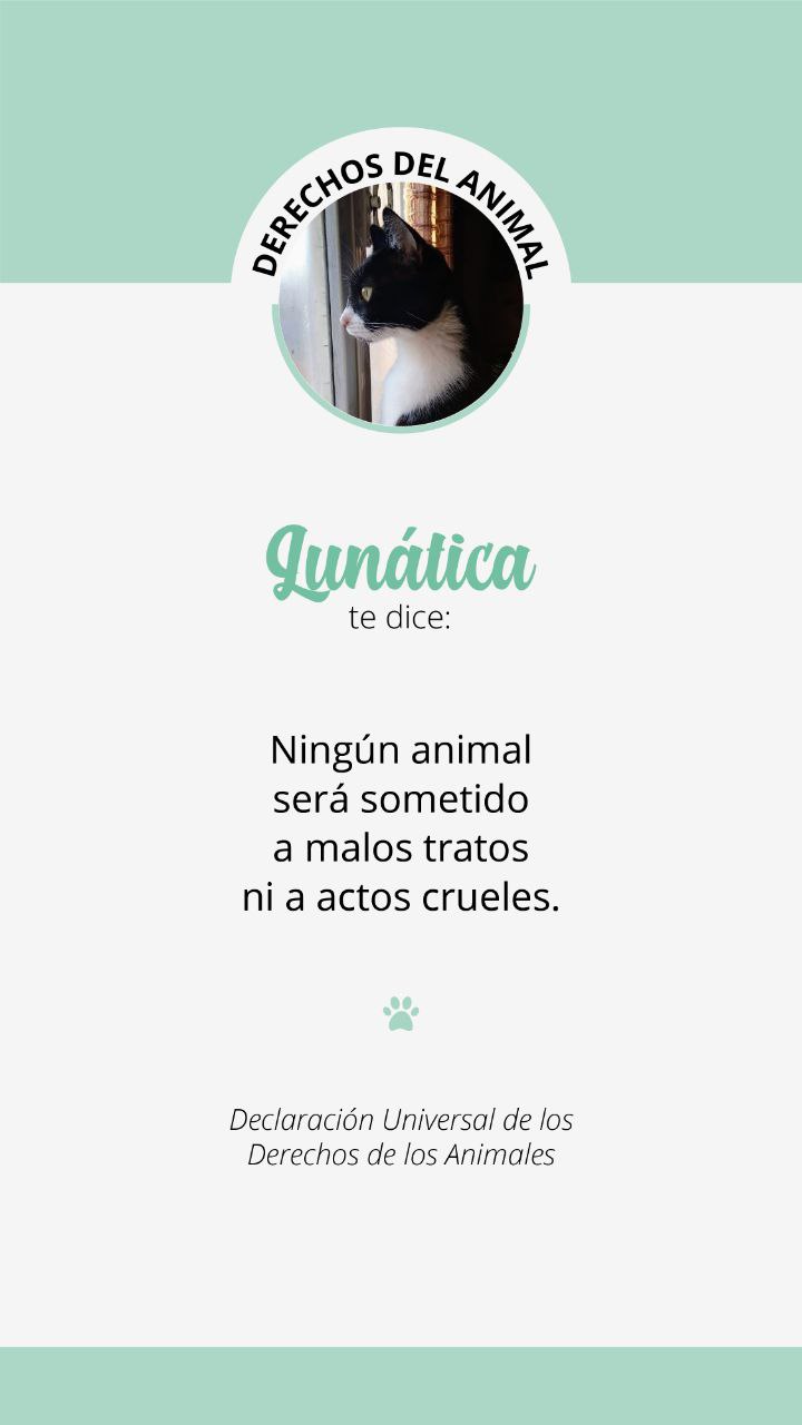 Derechos del animal 7